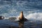 Sea Lion Splash, wildlife, marine life, California sea lion