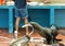 Sea lion stealing a fish at the Puerto Ayora fish market in Santa Cruz in the Galapagos, Ecuador.