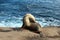 A sea lion stretching its neck on the rocky shore at Children`s Beach in La Jolla, California