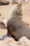 Sea lion sunbathing