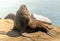 Sea lion sunbathing at Mar del Plata Port