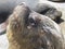 Sea lion sunbathing at Mar del Plata Port