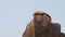 Sea Lion sunning and lounging on Pinnacle rock at Lands End at Cabo San Lucas Baja California Mexico