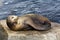 Sea Lion Sunning On Rock Monterey California