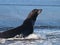 Sea Lion in the Surf