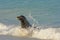 Sea lion in the Surf