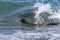 Sea lion surfing in the waves,