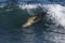 Sea lion surfing in the waves,