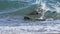 Sea lion surfing in the waves,