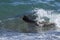 Sea lion surfing in the waves,