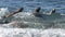 Sea lion surfing in the waves,