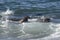 Sea lion surfing in the waves,