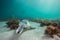 A Sea Lion swim playfully under the surface