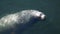 Sea lion swiming on water surface