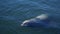 Sea lion swiming on water surface