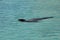 Sea lion swimming in Carribbean sea
