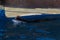 Sea lion swimming face up in a pool sticking its nose out of the water