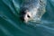 Sea lion swimming in ocean