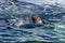 Sea lion swimming a tidal pool