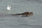 Sea lion swimming in Valdez
