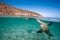 A sea lion swims under the surface