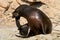 sea lion is taking a rest on the rock, photo took in Zhuhai CHIMELONG park, China.