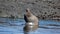 Sea lion a tidal pool