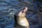 Sea lion in a tidal pool