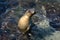 Sea lion in a tidal pool