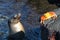 Sea lion in a tidal pool by Sally lightfoot crabs