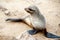 Sea lion to Cape Cross, Namibia, Africa