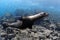 Sea lion underwater, Galapagos Islands