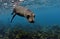 Sea lion underwater, Galapagos Islands