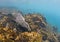 Sea lion underwater, Galapagos Islands