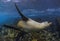 Sea lion underwater, Galapagos Islands