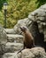 Sea lion vocalizing at the park