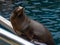 Sea lion waiting for fish to be thrown before the eyes of a friendly bird at Seaworld .1