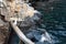 Sea lion waiting for fish to be thrown before the eyes of a friendly bird at Seaworld .