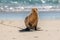 Sea Lion Walking on the Beach