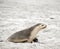 the sea lion is walking on the beach at seal bay south australia