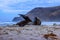 Sea lion waving, resting and sunbathing at Allans beach