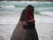 Sea lion yawn