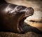 Sea Lion yawn chill cute teeth