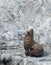 Sea lion Yawn on white stone