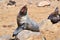 Sea lion, yawns Skeleton Coast site, large sea lion colony, Namibia, Africa
