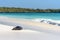 Sea Lion Zalophus wollebaeki on Beach on Gardner Bay, Espanola, Galapagos Island, Ecuador, South America