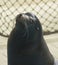 Sea lion in zoo