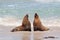 Sea lions