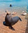 Sea Lions and 3 Pelicans on the marina boat launch in Cabo San Lucas Mexico