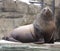 Sea lions